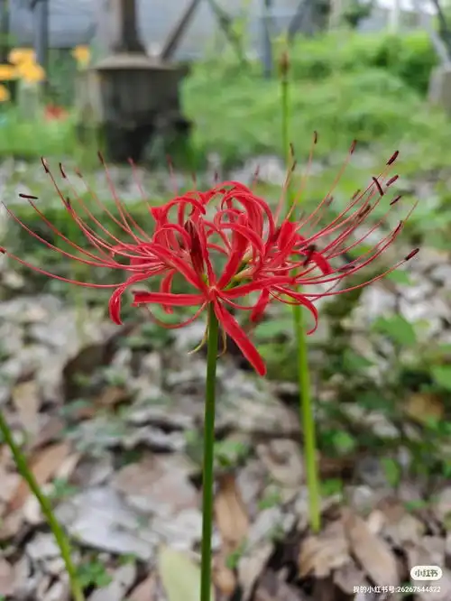 红色的彼岸花又叫曼珠沙华,别称红花石蒜,7汶川植物园创始人来自小红书网页版摄影彼岸花