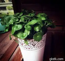 铜钱草图片