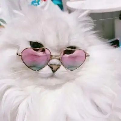 苏瓷可爱宠物头像猫咪可爱卡微信头像我要个性网