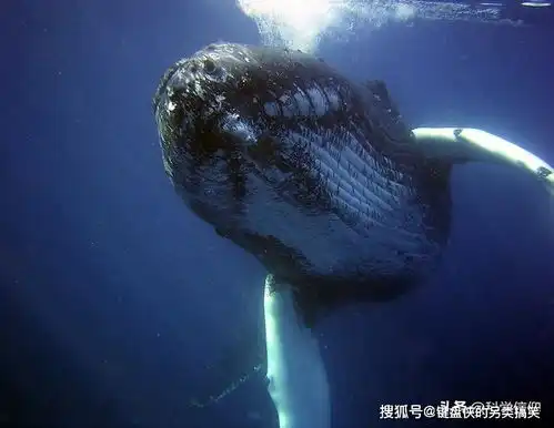 最大的动物蓝鲸,一口就能吞食几十吨磷虾,却无法吞下一个人