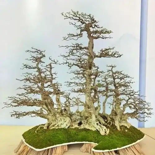盆景的禅意69