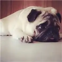 呆萌汪星人头像