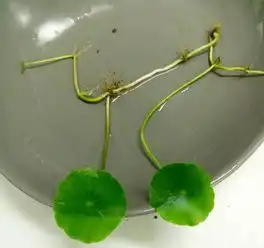 扦插不生根这样往水里一扔,10天就能生根