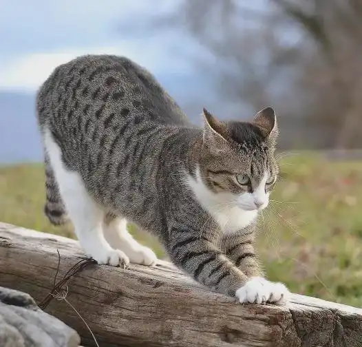哥斯拉大战金刚2和哥斯拉负一的共同点猫