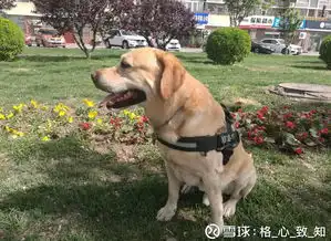 百度悲伤悲伤是种情绪反应,多数高等哺乳动物均有此创业板指399006聊吧赢家聊吧