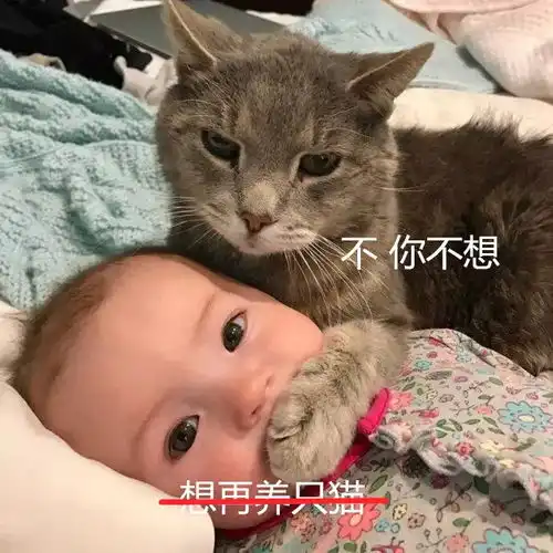 养猫后,我变成了低保户...