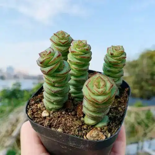 5种花和钱有关,有钱人喜欢养,家里摆一盆,提运势,助财富铜钱草金银花金丝桃金钱树多肉植物网易订阅