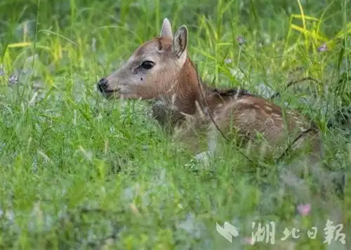 石首麋鹿保护区添丁进口,150头新生宝宝茁壮成长