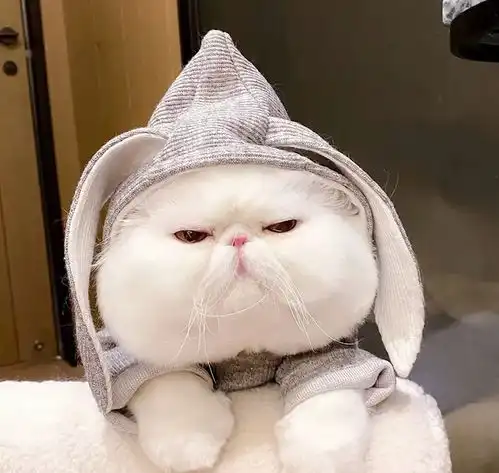 全网最治愈系的头像