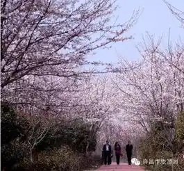 鄢陵唐韵的樱花要干过日本了,不信快来看