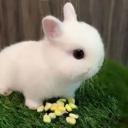 苏墨.