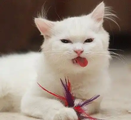 糟糕,我被我家的猫咪pua了