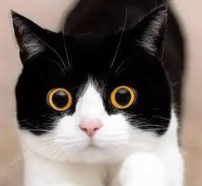 选猫指南哪种猫性格最好最适合家养