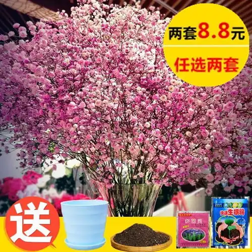 满天星花种子四季种易活室内盆栽植物冬季开花不断勿忘我薄荷玫瑰