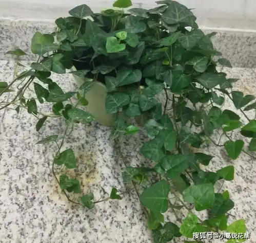 室内养观叶植物常春藤,北方盆栽牢记4点,枝叶不大面积发蔫