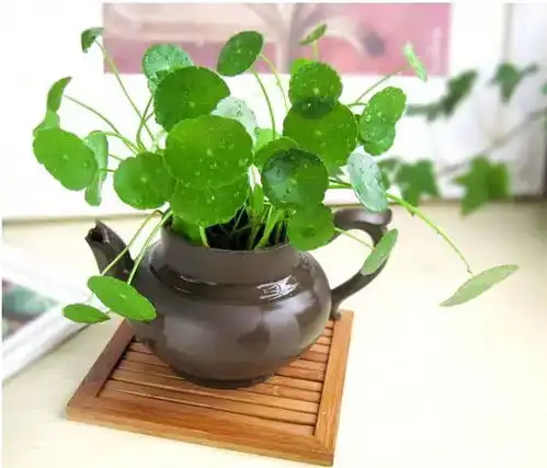 家里养这些植物,成活率100