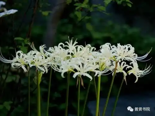王阳明越退缩越失意,等风来,不如追风去,一如风华绝代的美韵珍珠