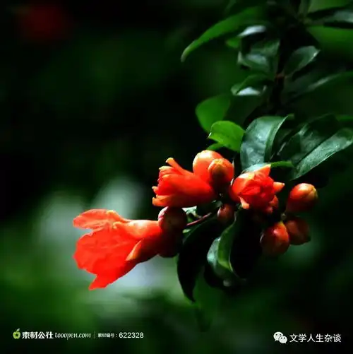 观赏鲜花窦四明