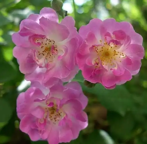 进入5月下旬,4属相桃花朵朵,姻缘重续,生活越来越精彩