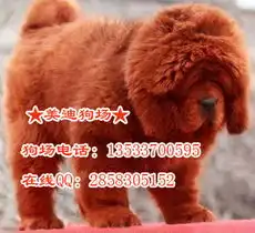 标题广州藏獒犬,广州哪里有卖纯种铁包金藏獒