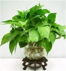 不用土在家种花,除了绿萝红掌,还能养鱼周六,陈熙大师把技巧都告诉你