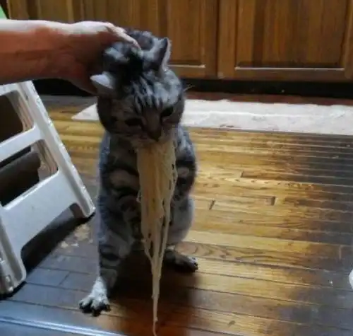 姚明明的本体是