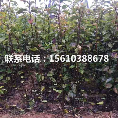 优质7公分梨树苗7公分梨树苗供应价格-黄页88网