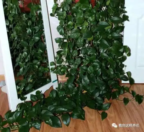 蟹爪兰绿萝随便养养,一年长成绿瀑布,花开满墙