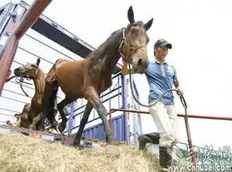 汉蒙马业合作助推南北经济发展首批100匹蒙古良马落户武汉东方马城