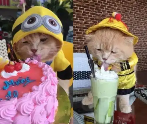 猫卖鱼嗯,你们确实没看错,一只叫狗的小猫在市场卖鱼生意还不错