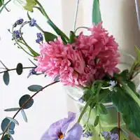 微信头像花朵,室内花卉植物图片大全