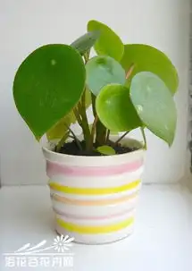 荷叶椒草图片