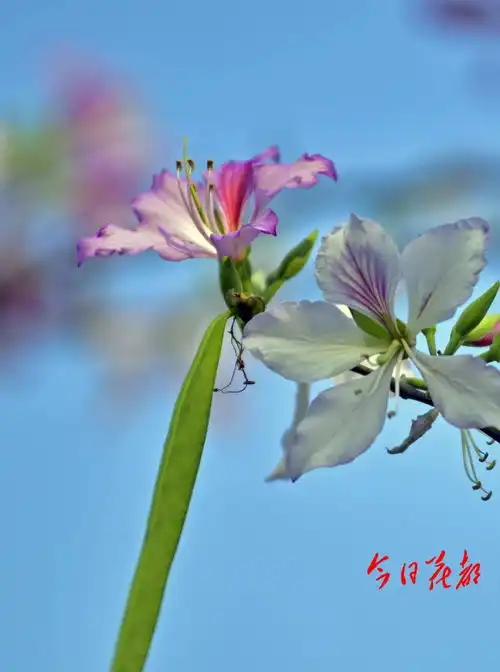 惊艳花都湖10公里粉色花带绮丽如梦