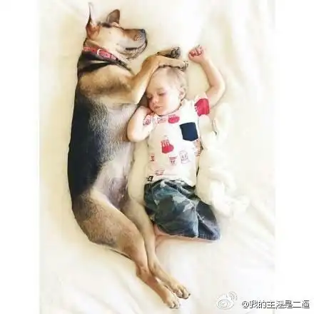小孩和汪星人的有爱床照,表情简直蠢萌到极堆糖,美好生活研究所