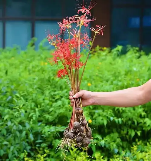 7种花名声臭,很多人不敢养,但是太漂亮,看到就喜欢