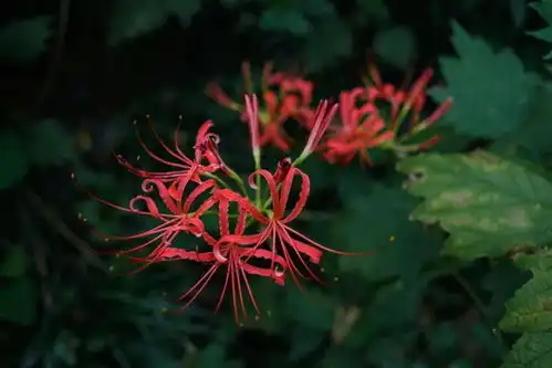 彼岸花的花语与象征