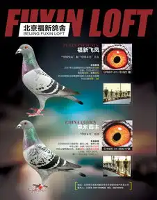 图片浏览鸽事百科