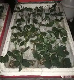 吴大妈养花10年,捡泡沫箱有3个妙用,家里变成小花园