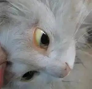 为什么我家的白猫变成黄猫了......