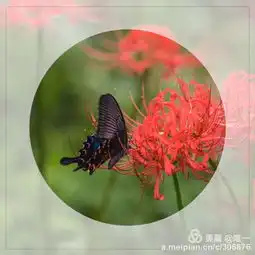 彼岸花,开彼岸
