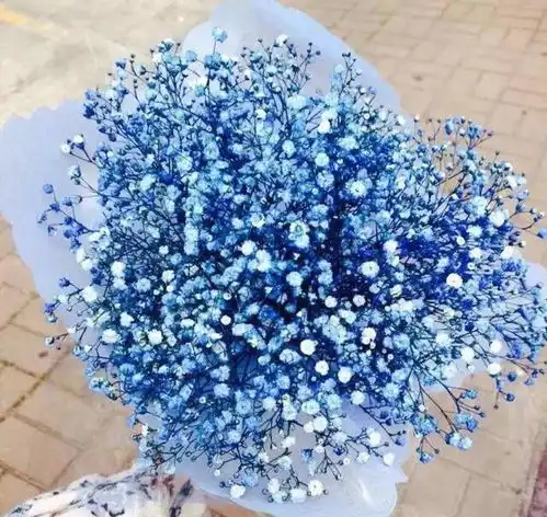 过了立冬,家里要有的3种美满花,寓意福临小院满院春光