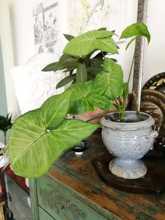 珍妮的肖像的相册植物经室内天台