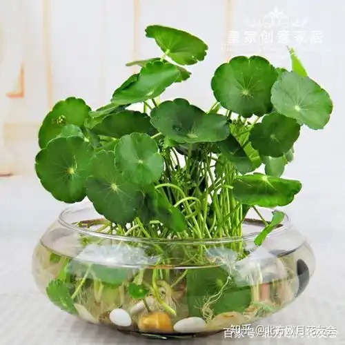 栽种铜钱草一定要学会的一个神操作,那就是剃头