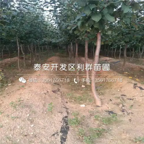 红嘎啦苹果苗基地红嘎啦苹果苗价格及报价