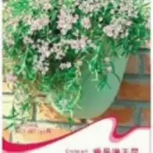 家庭袋装花卉种子价格家庭袋装花卉种子批发家庭袋装花卉种子厂家hc360慧聪网