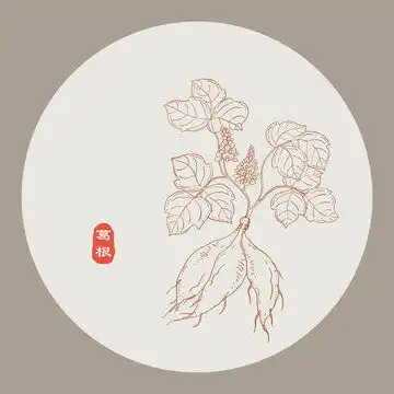 中药材线稿插画