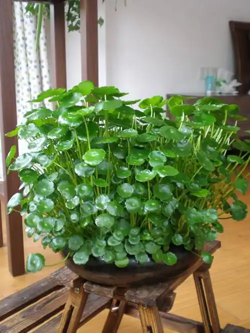 喜欢水的7种花,天天浇水也不怕,适合勤快人