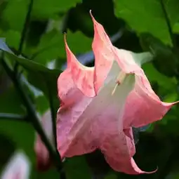 曼陀罗花图片,曼陀罗花图片大全