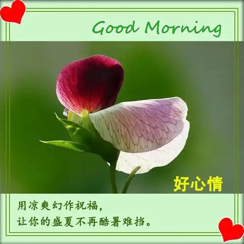 适合发朋友圈的早安句子美好的一天唯美图片早安表情动态图片