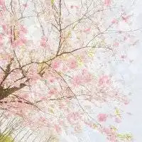 桃花头像图片大全微信头像桃花唯美图片